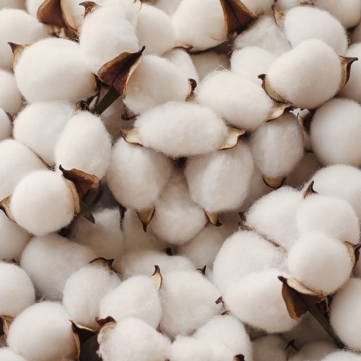 Open cotton bolls