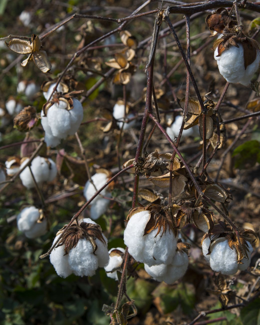 A cotton field in India